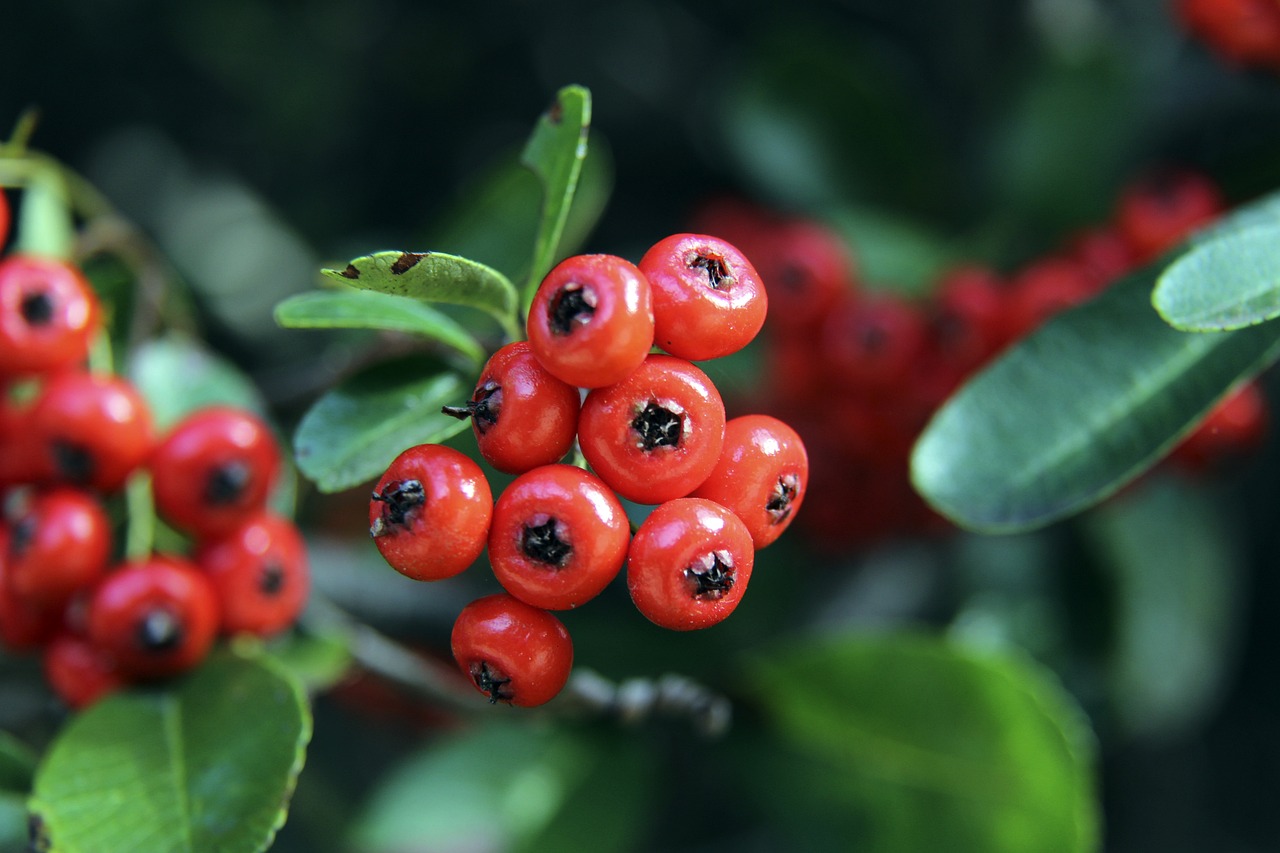 这粒进球也 这粒进球也